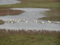 Snow geese